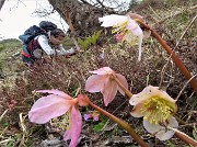 05 Distese di ellebori (Helleborus niger)  in avanzata fioritura ancora in forma
